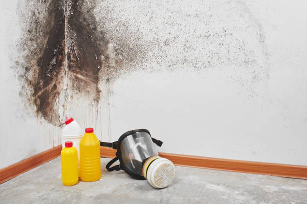 Best DIY Mold Remediation Support Services in Vinita, OK