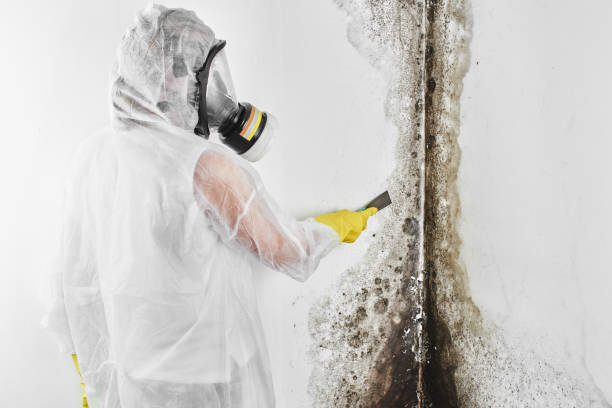 Best White Mold Remediation in Vinita, OK