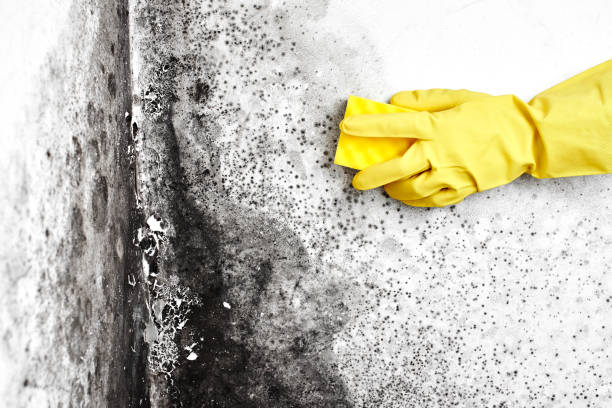 Best Basement Mold Remediation in Vinita, OK