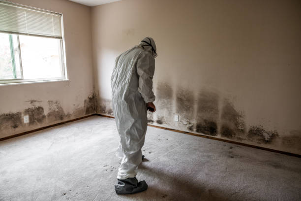 Best Attic Mold Remediation in Vinita, OK