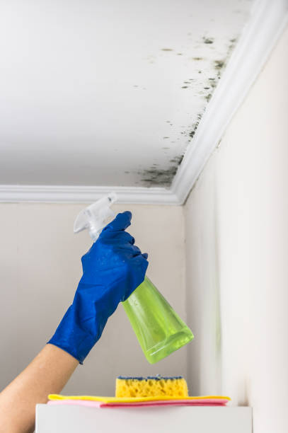 Best Residential Mold Remediation in Vinita, OK