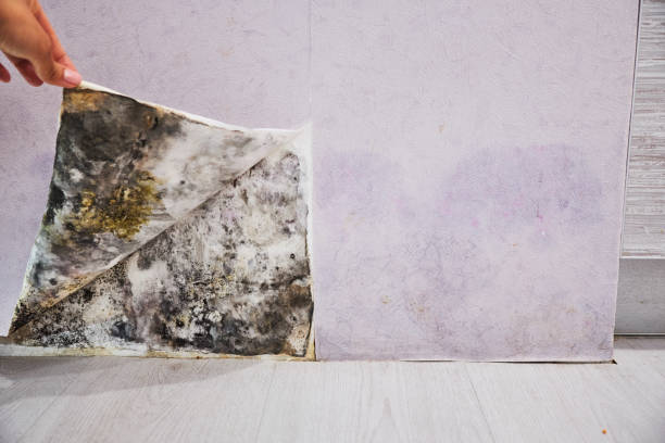 Best Localized Mold Remediation (e.g., coastal areas, humid climates) in Vinita, OK
